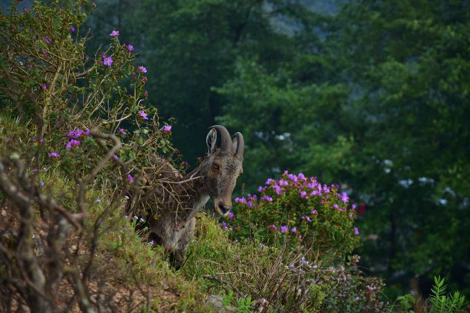 Munnar: Tea, Hills, and Rare Blooms Munnar: Tea, Hills, and Rare Blooms
