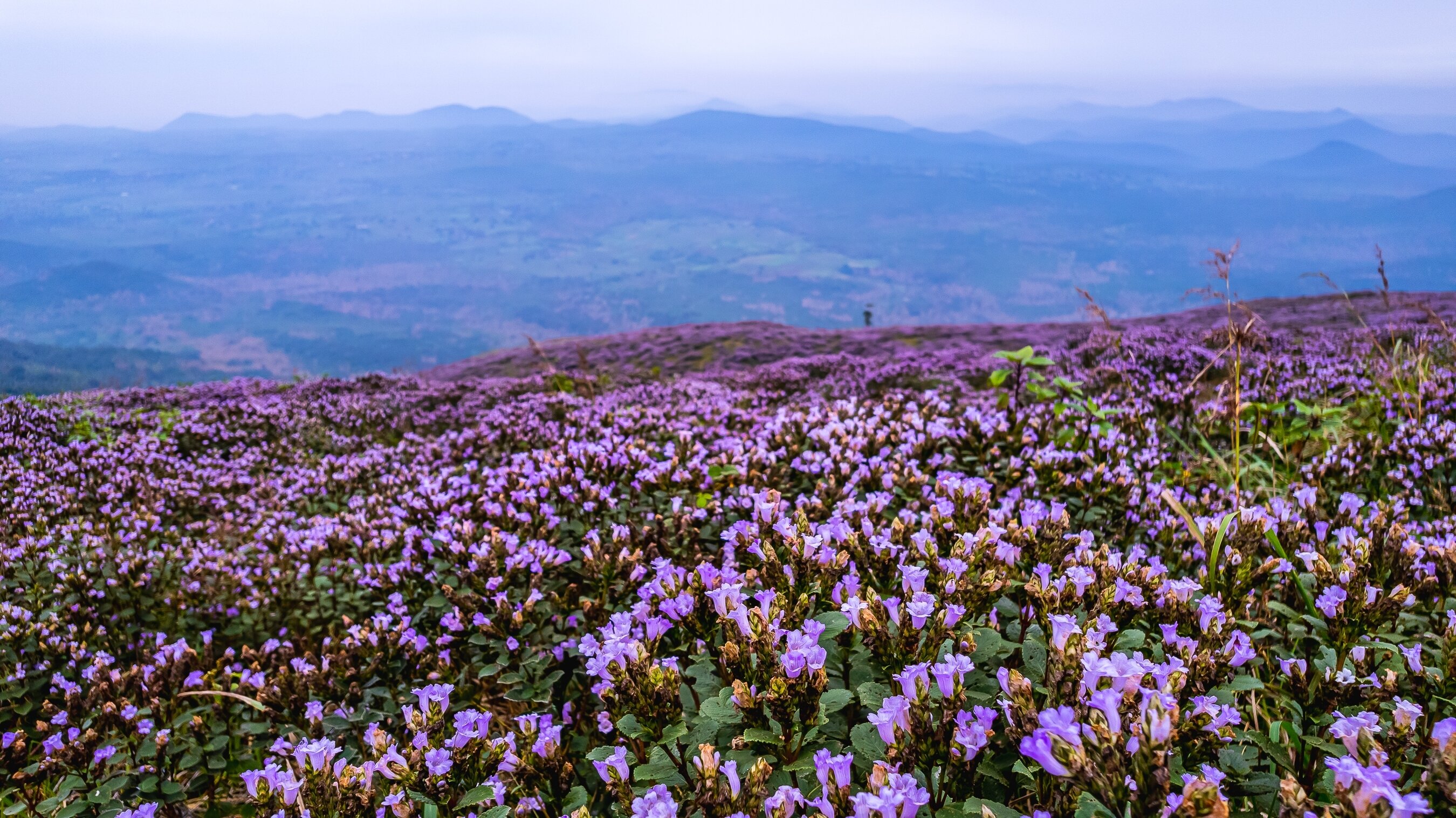 A Once-in-12-Years Miracle Neelakurinji