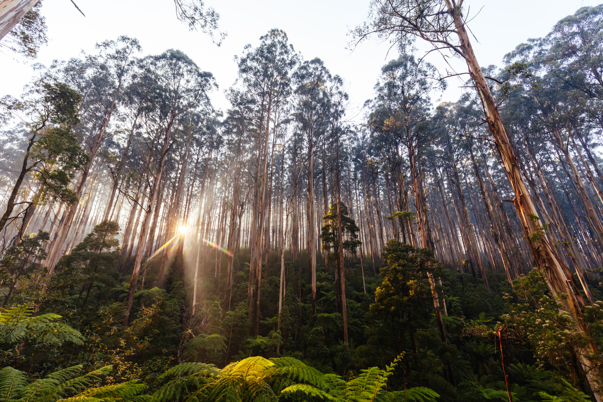 Australia