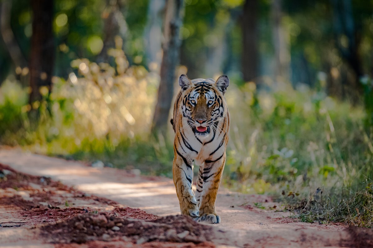 Bandipur Tiger Reserve