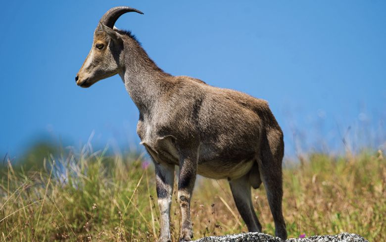 Mudumalai National Park: Beacon of Biodiversity