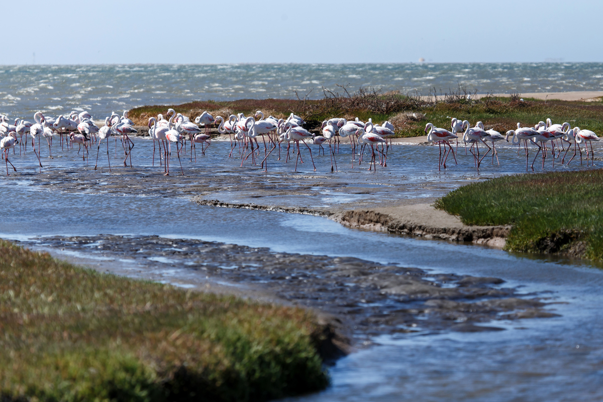 Camargue-France