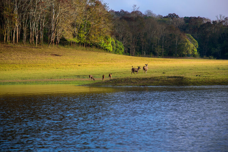 Thekkady: Carved from Teak Forests