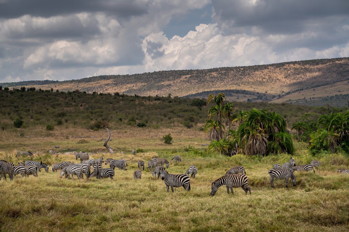 Discovering-Masai-Mara-Where-the-Wild-Things-Roam