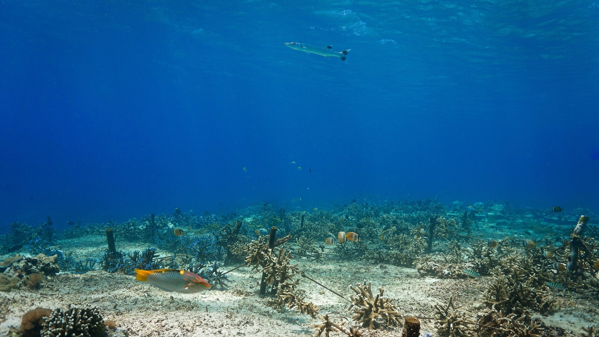 Dive-into-the-Deep-at-the-Marine-Aquarium-and-Research-Centre-MARC