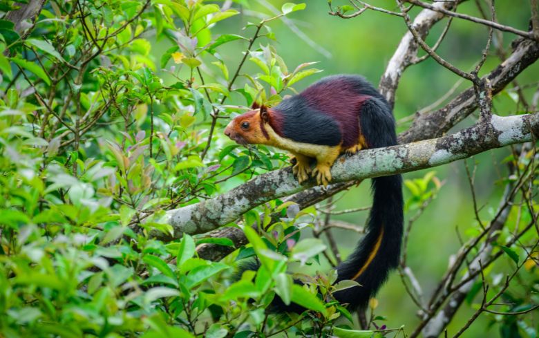 Chinnar Wildlife Sanctuary: Where Giant Squirrels Roam