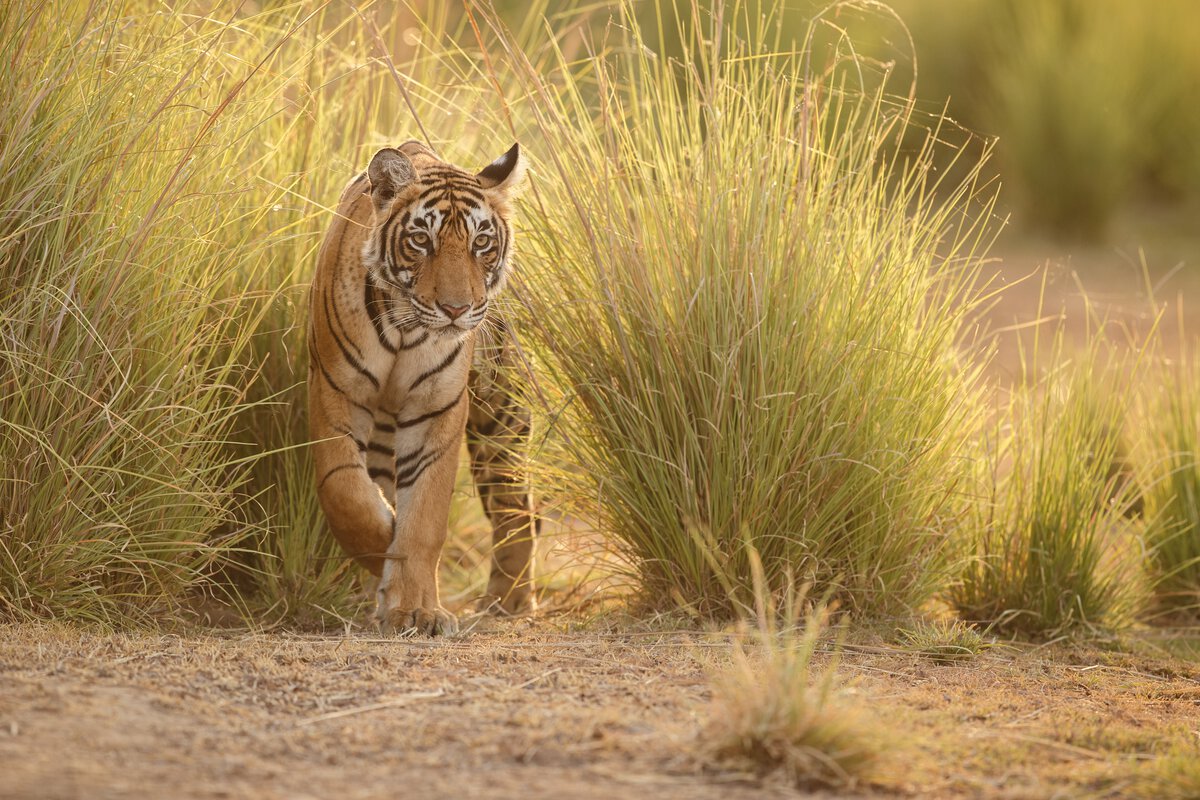 Indravati Tiger Reserve Chhattisgarh