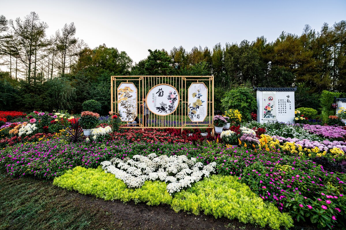 Kashmir Inaugurates First Chrysanthemum Garden Kashmir Inaugurates First Chrysanthemum Garden