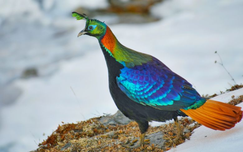 Eaglenest Wildlife Sanctuary: Tales from the Mishmi Hills 