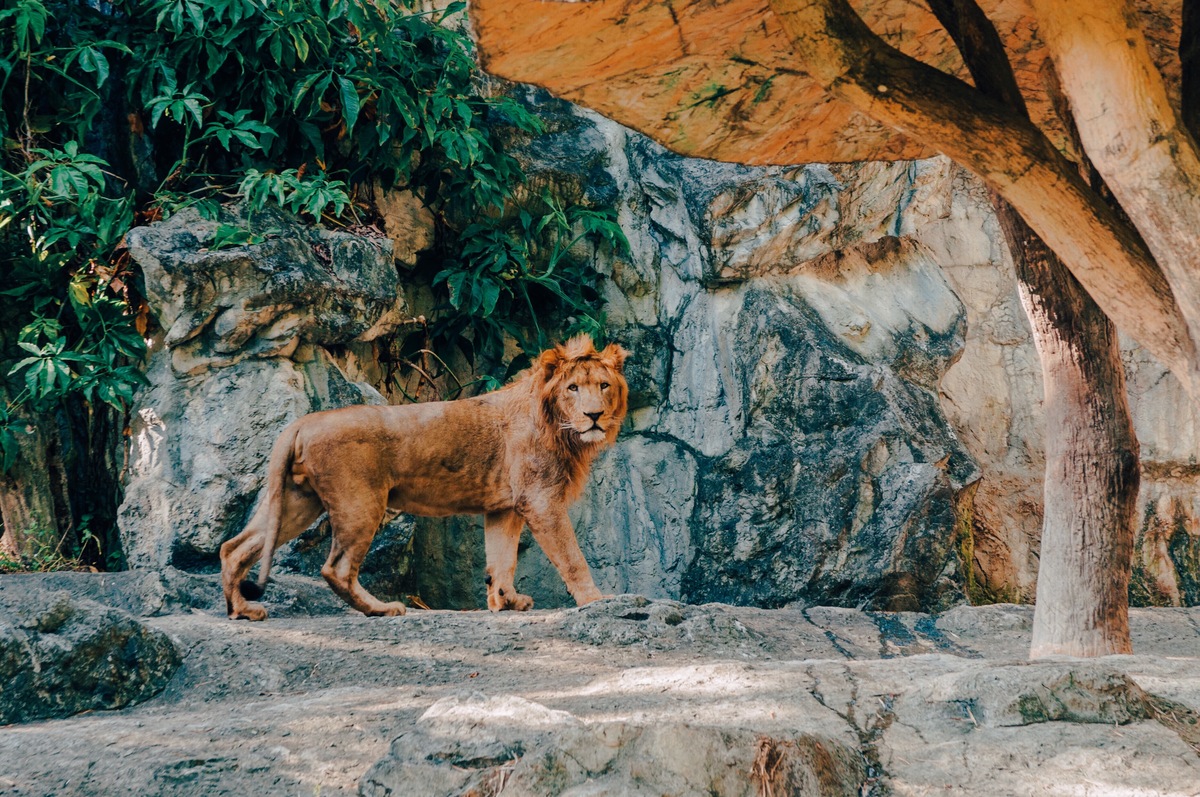 Nehru-Zoological-Park