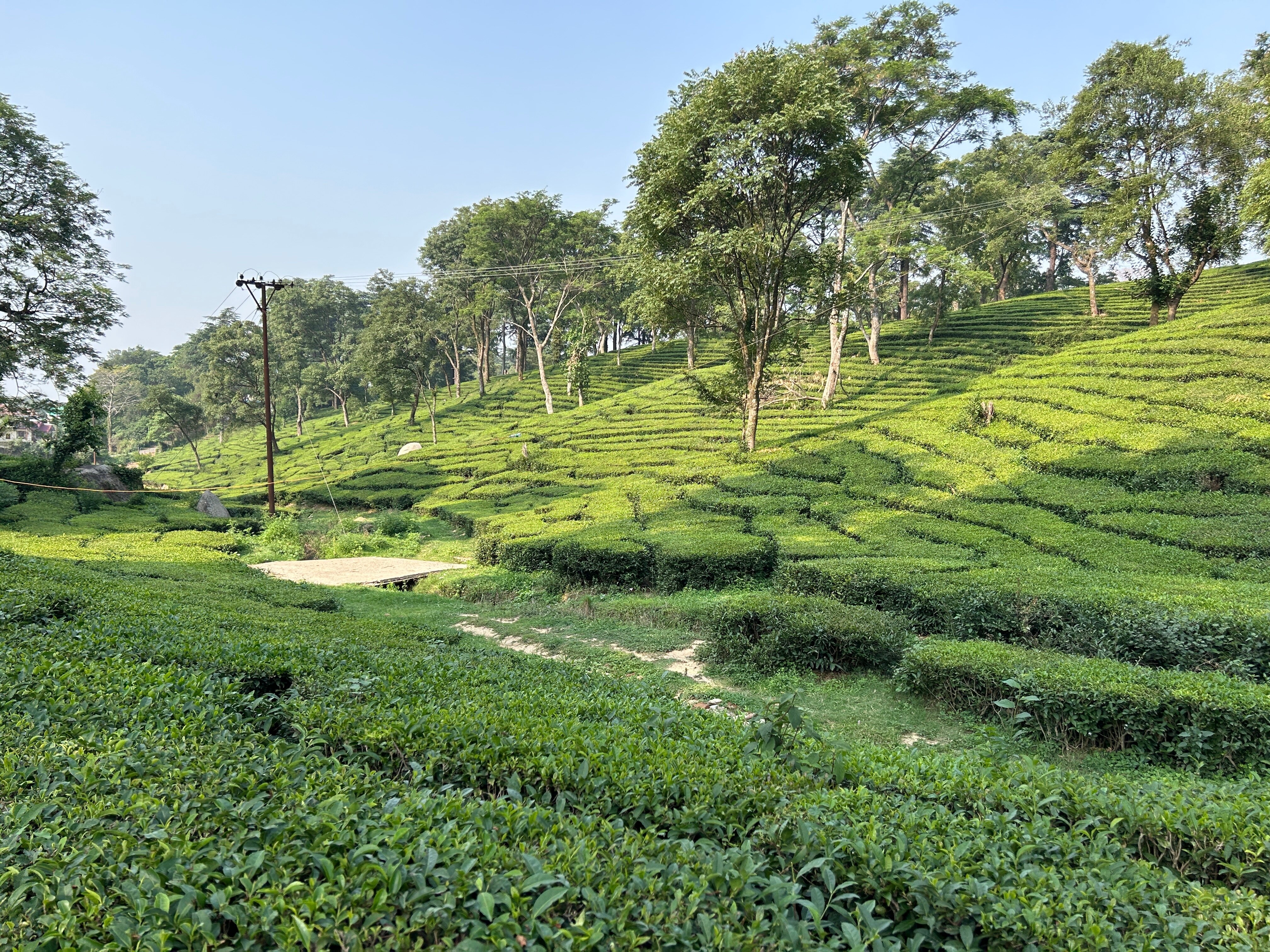 Palampur- Tea Town of Himachal