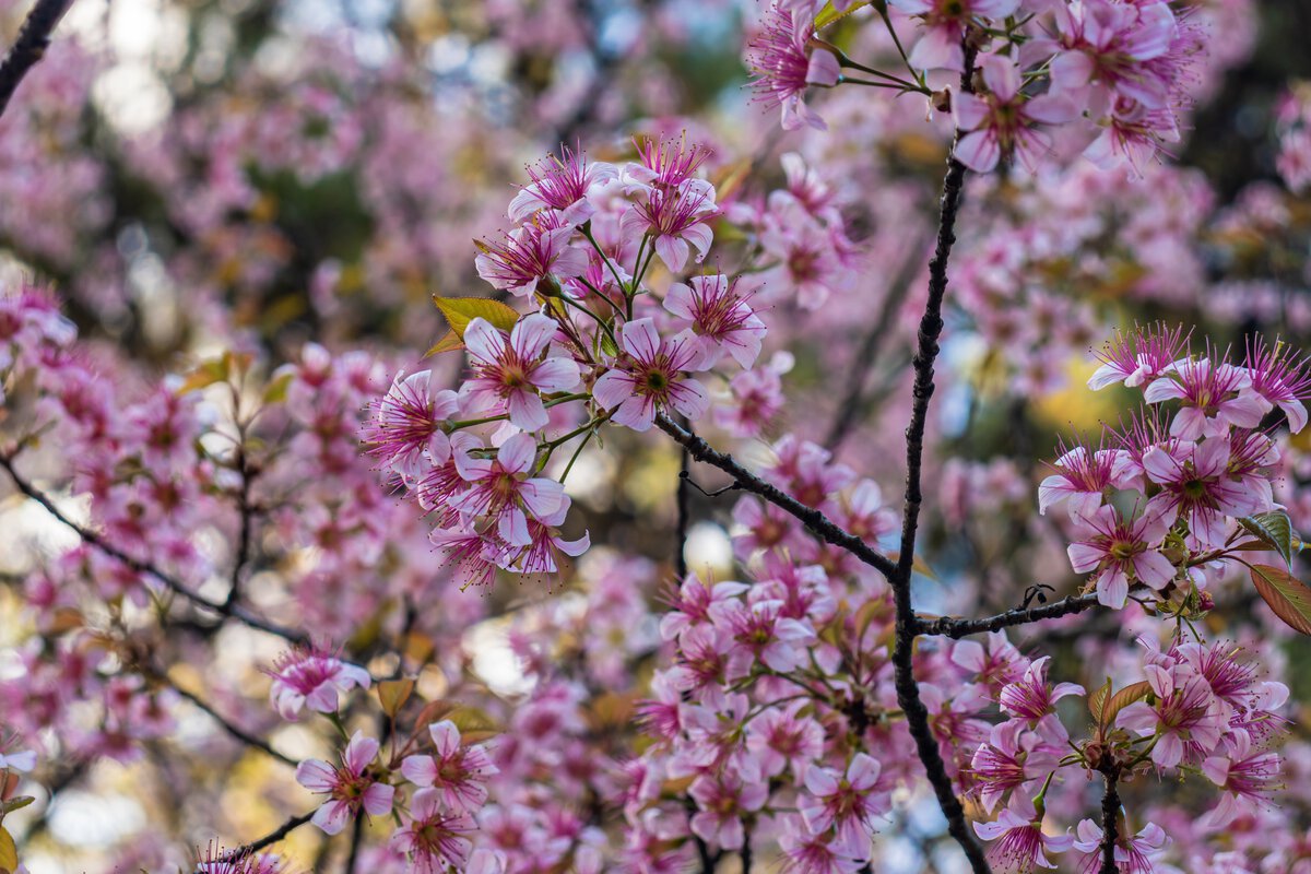 Shillong Cherry Blossom
