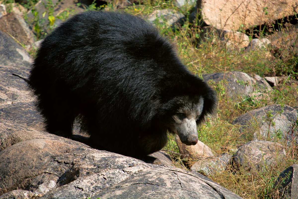 Srisailam Wildlife Sanctuary, Andhra Pradesh