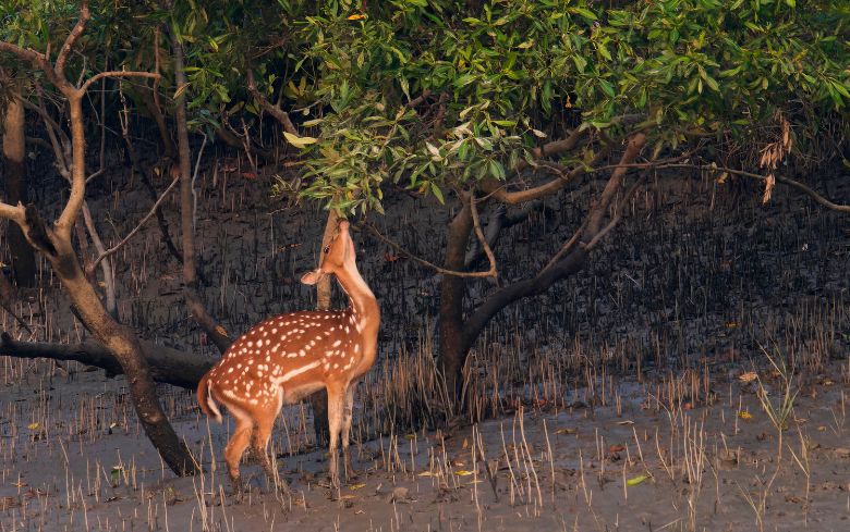 Sundarbans National Park: Of Stripes & Folk lores