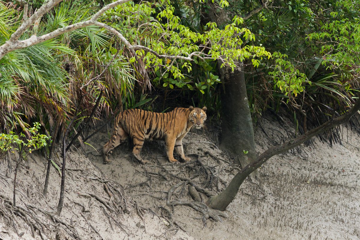 Sundarbans Tiger Reserve, West Bengal