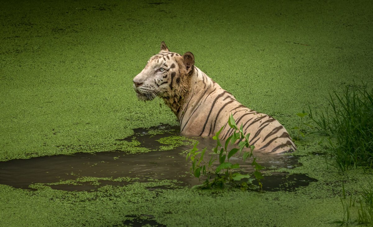 Sunderban Tiger Reserve