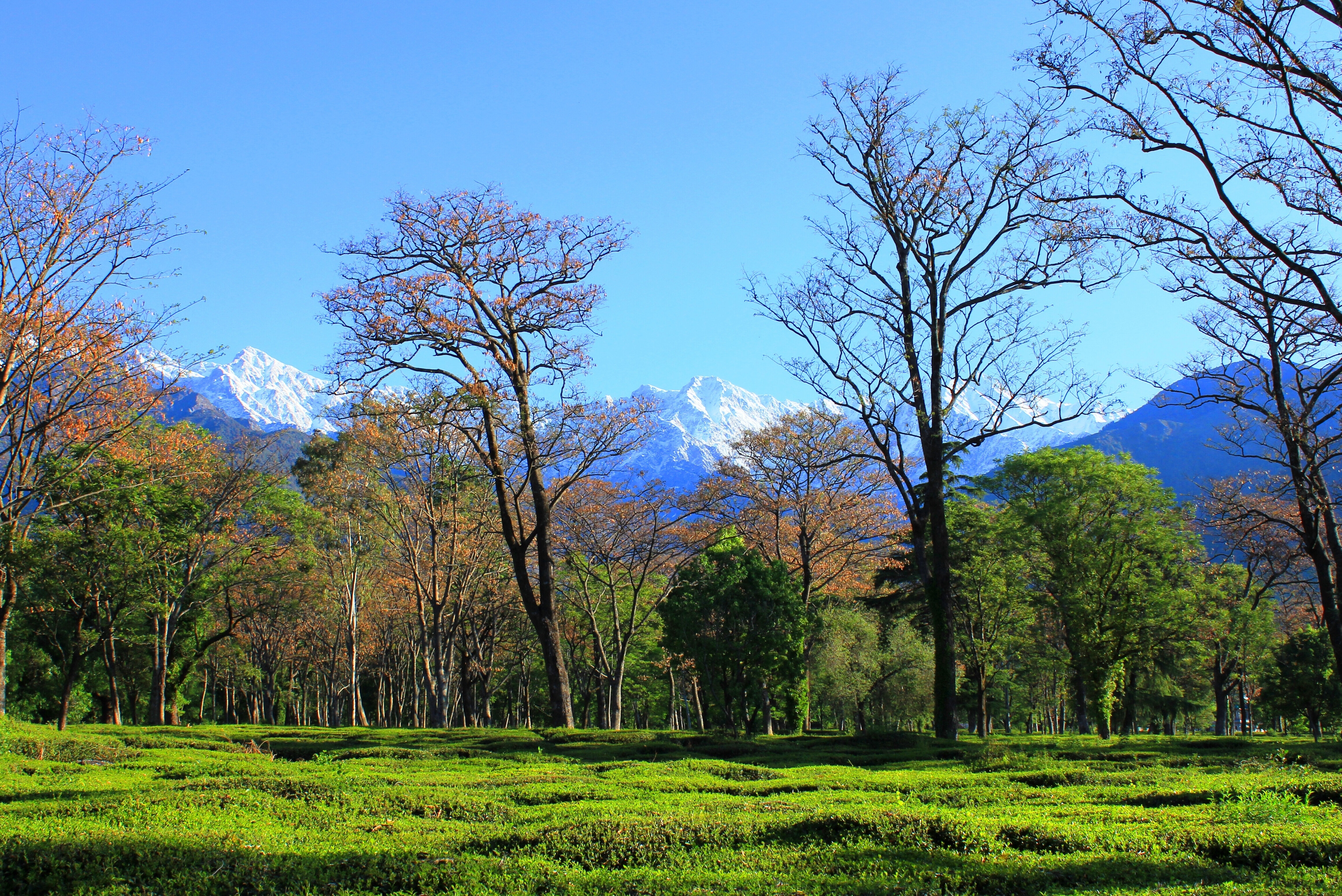 Tea Gardens of Kangra Valley