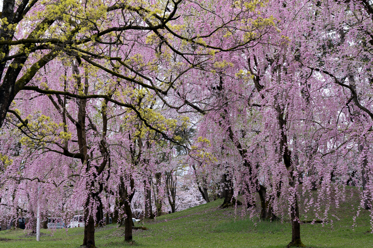 The-Enchantment-of-Cherry-Blossoms