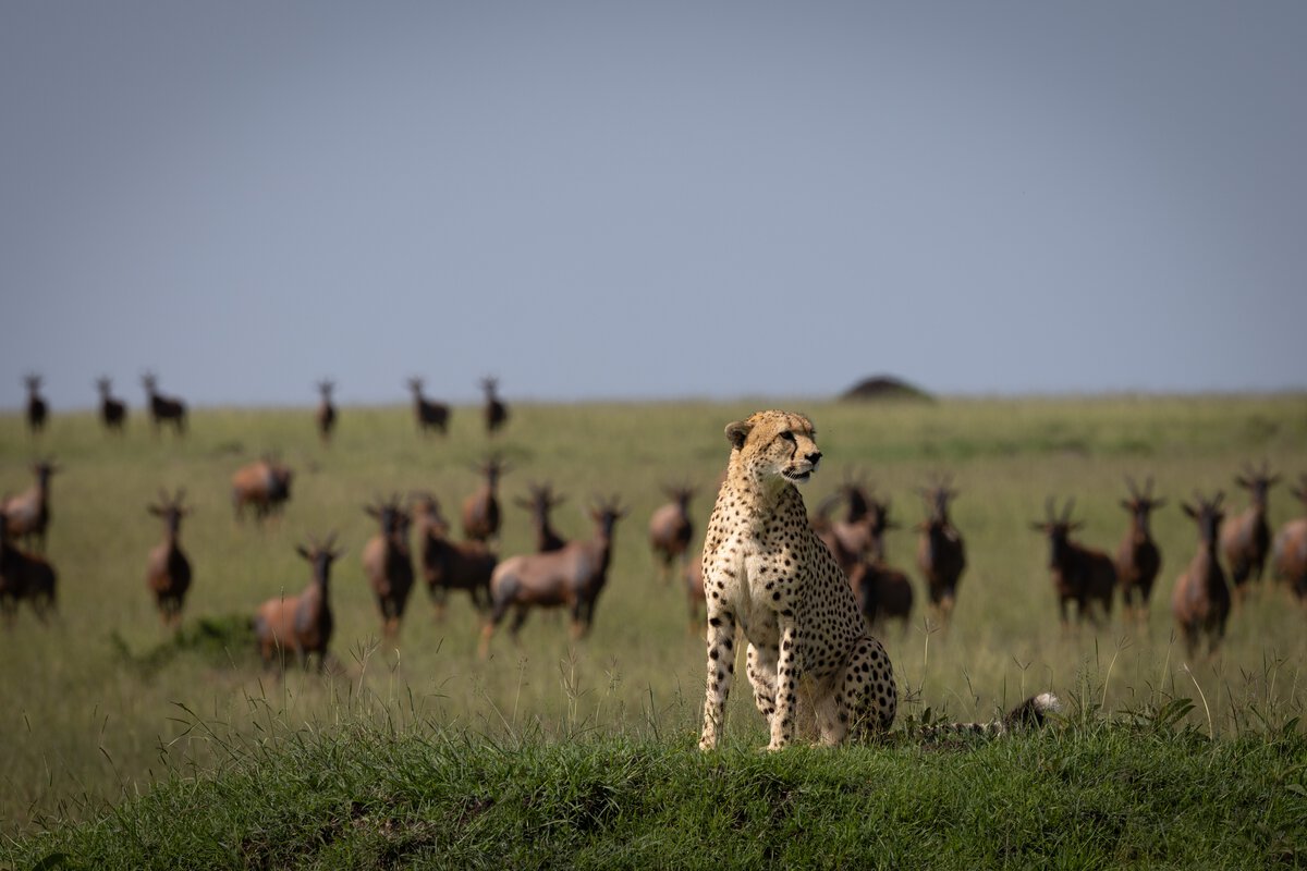 The-Ultimate-Masai-Mara-Safari-Experiences