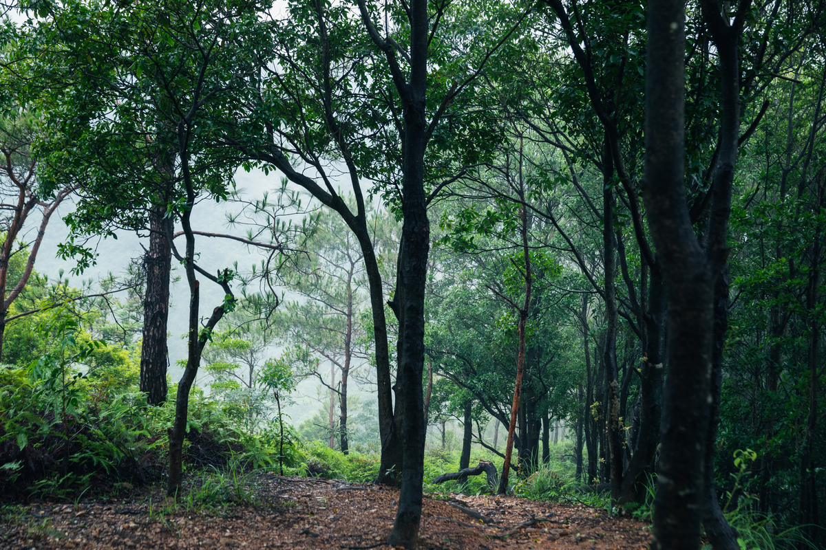 Top-5-Forest-Cover-in-India-State-wise