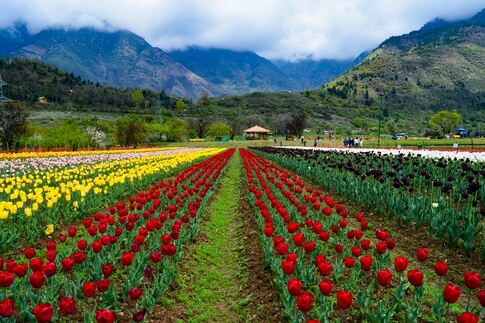 Tulip Garden in Kashmir