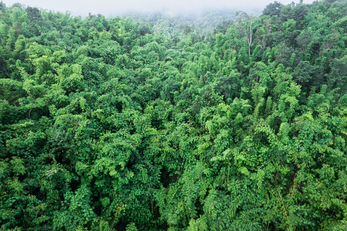 Understanding-Forest-Cover-in-India