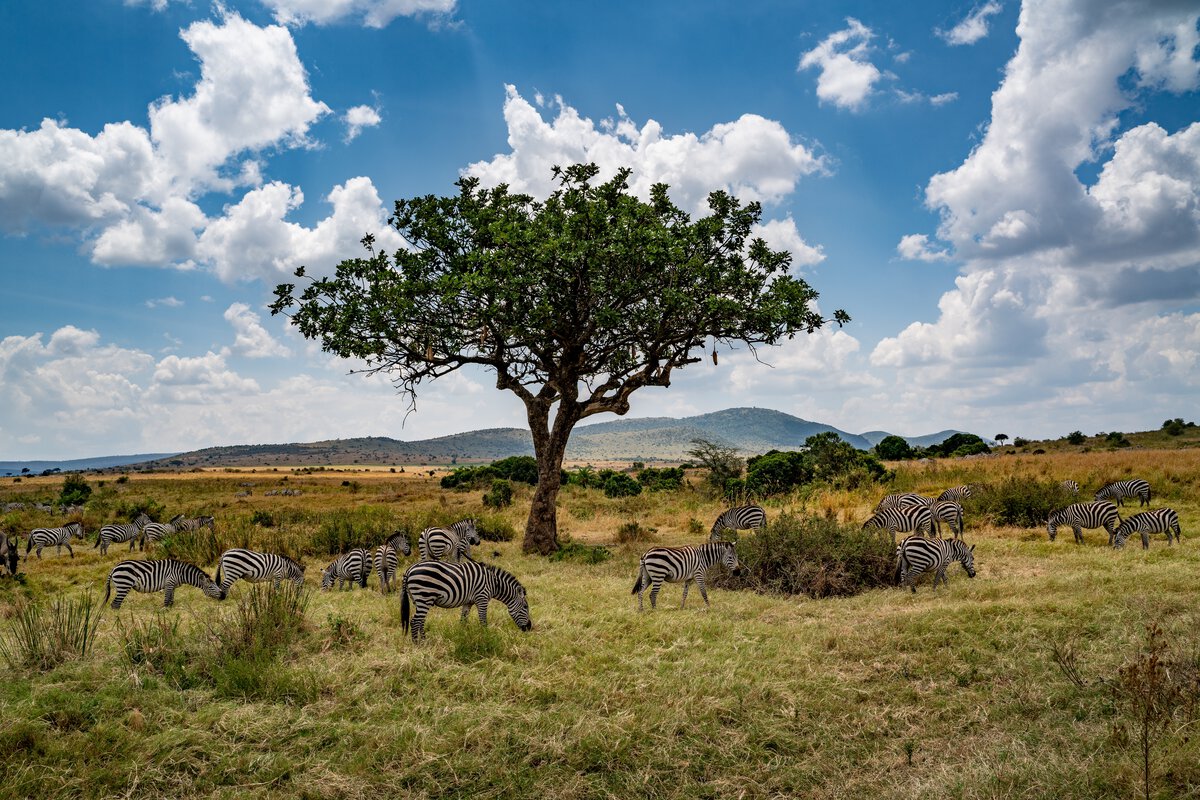 When-to-Visit-Masai-Mara-Timing-Your-Journey-Just-Right