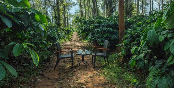 Coffee Plantation at Coorg