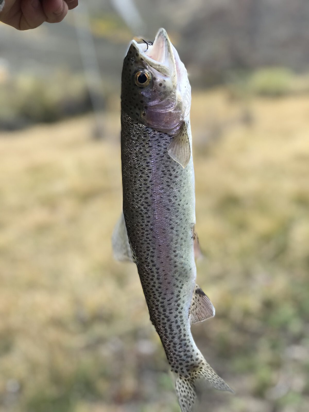 Fish Trout