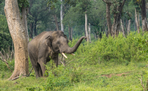 Things To Do in Coorg - Dubare Elephant Camp