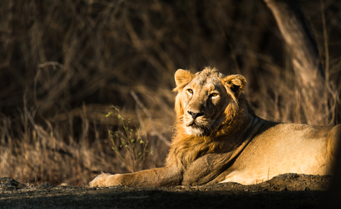 Gir National Park