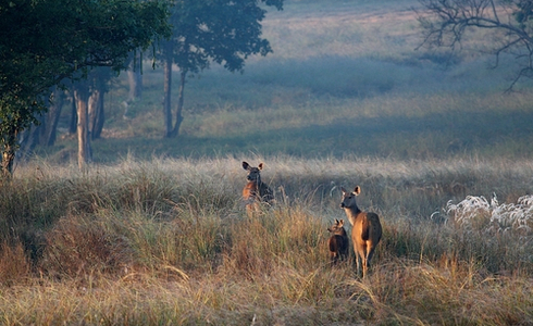 Kanha National Park in Madhya Pradesh