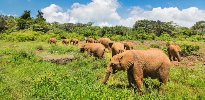 Elephant Reserves in India