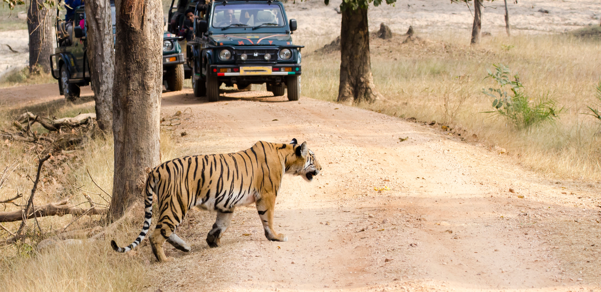 Tadoba-Andhari Tiger Reserve
