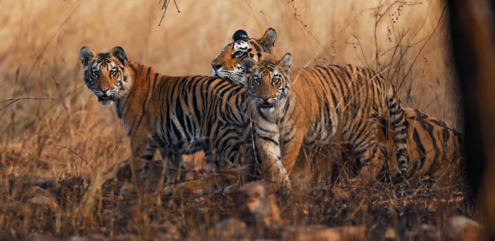 tiger reserve
