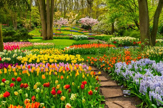 Tulip Garden In Srinagar