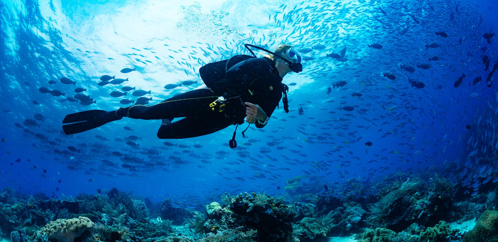 Marine life of Karnataka