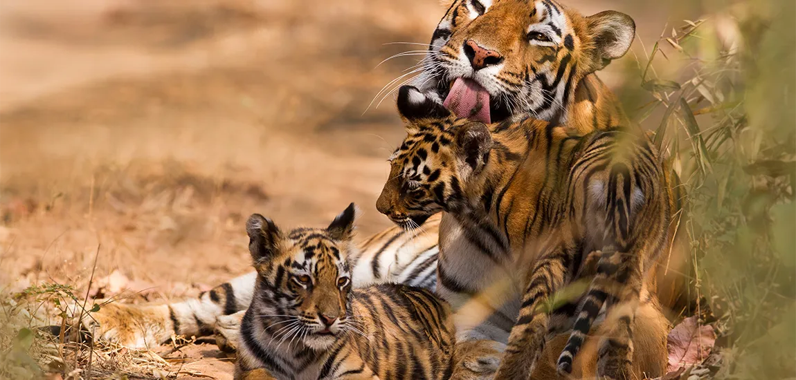 5 Tiger Reserves in India You Must Visit