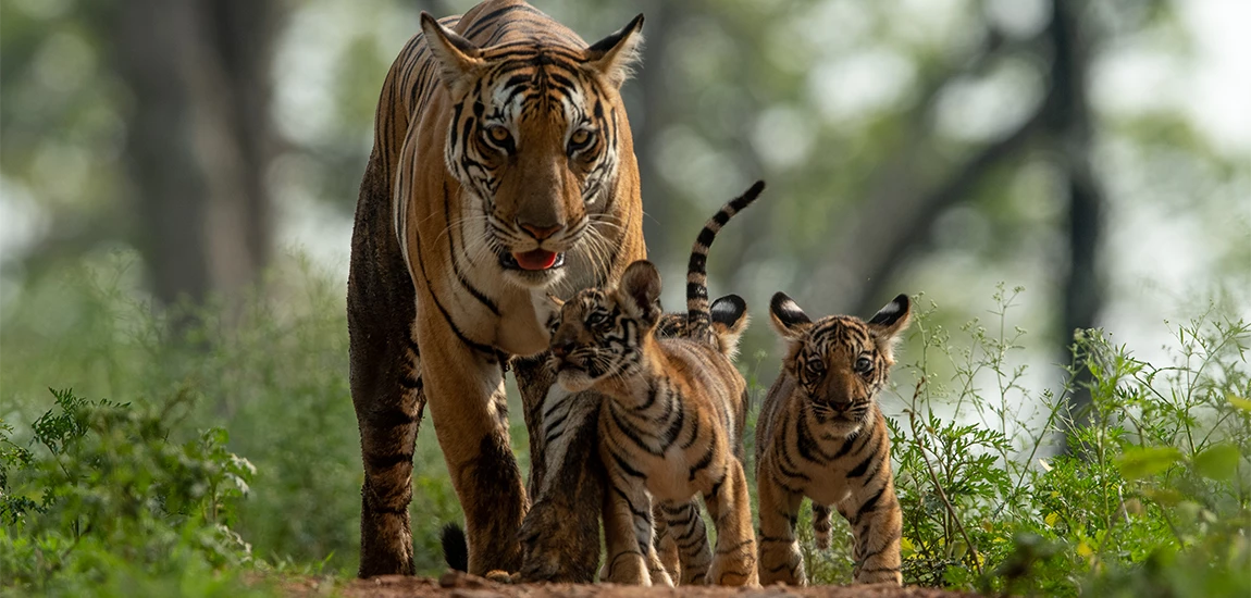 6 Wildlife Sanctuaries in Madhya Pradesh