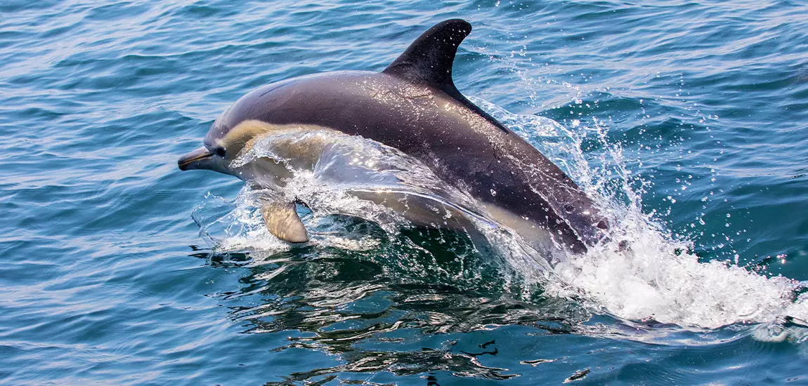 10 Places for Dolphin Watching in India