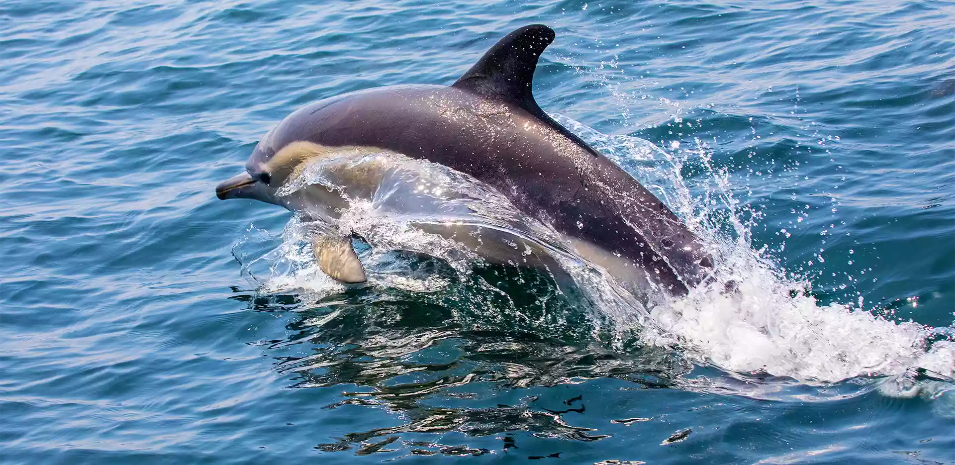 Places for Dolphin Watching in India