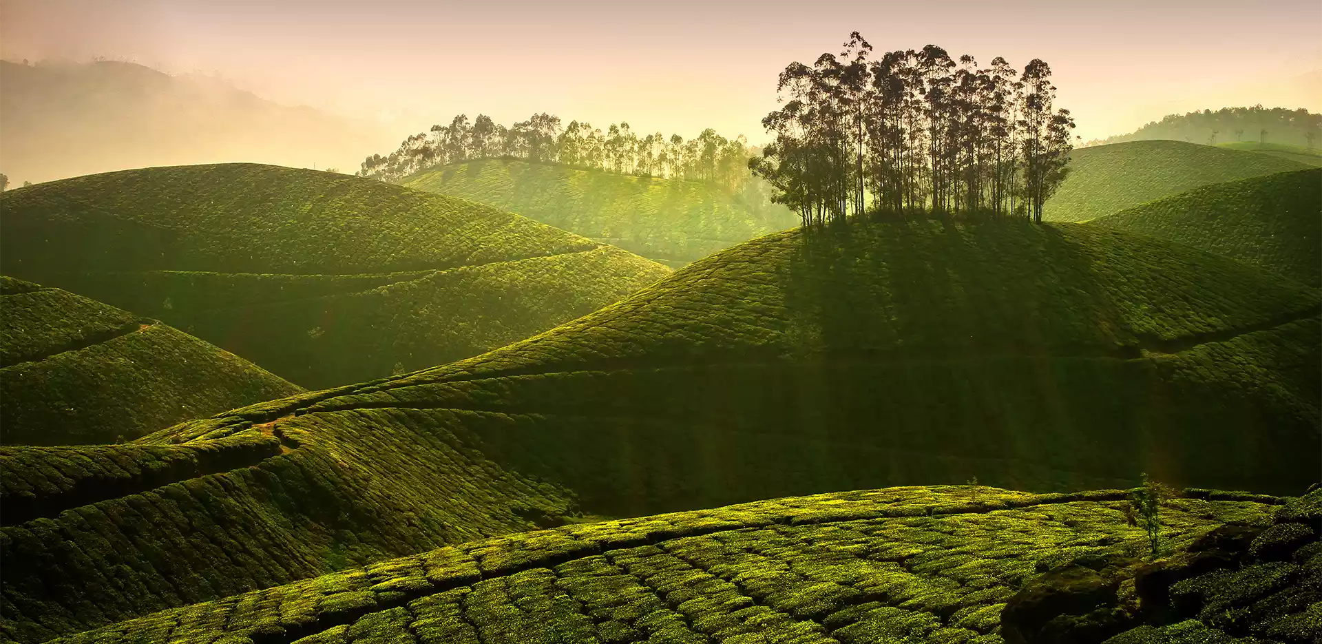 tea estates in India