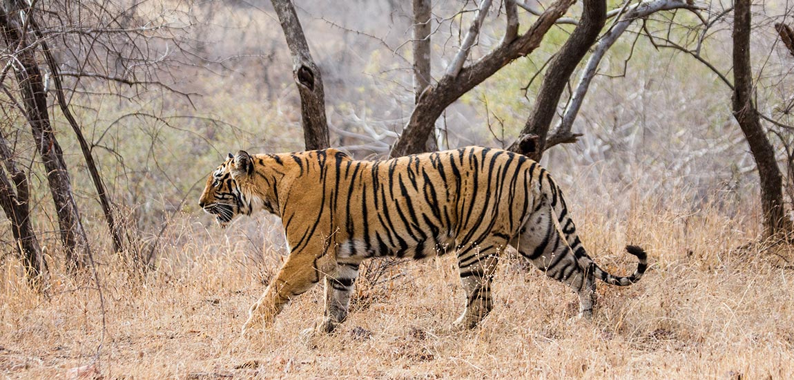 10 Best Tiger Reserves in India