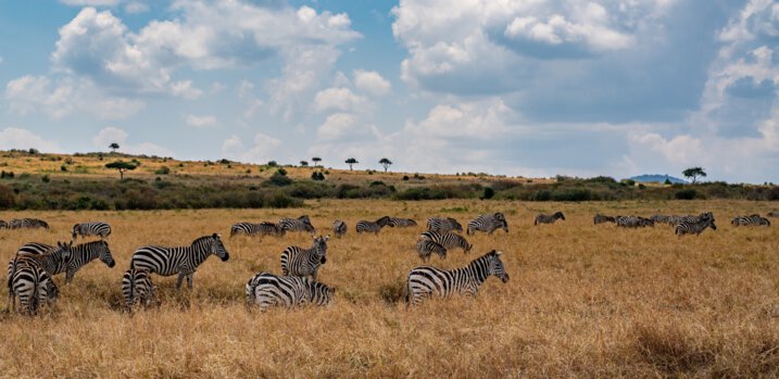 Best Time to Visit Masai Mara
