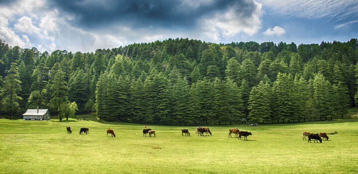Best Time to Visit Dalhousie