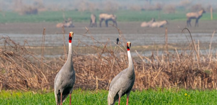 Bharatpur Bird Sanctuary