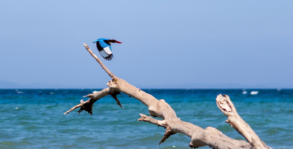 Bird Watching - Andaman and Nicobar Islands