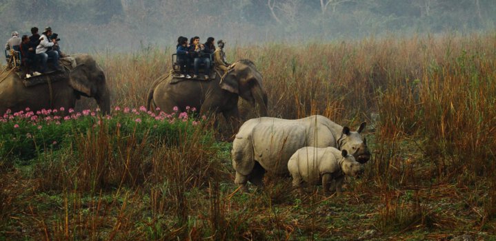 Kaziranga National Park and Orang National Park