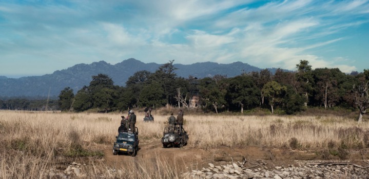 6 Best Jungle Safari Destinations in India for a Tryst with the Wildlife