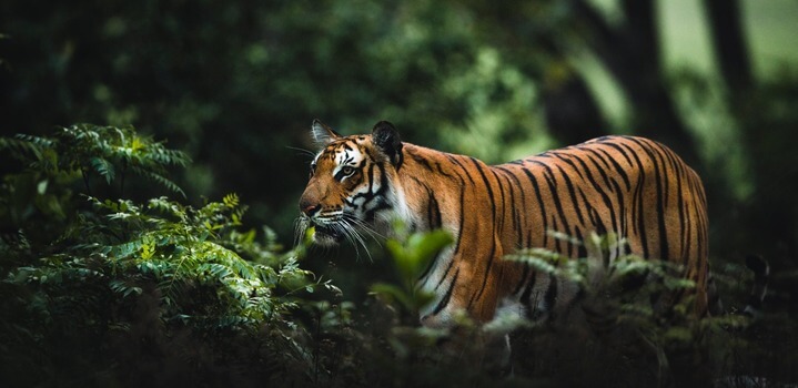 How to Reach Jim Corbett from Delhi